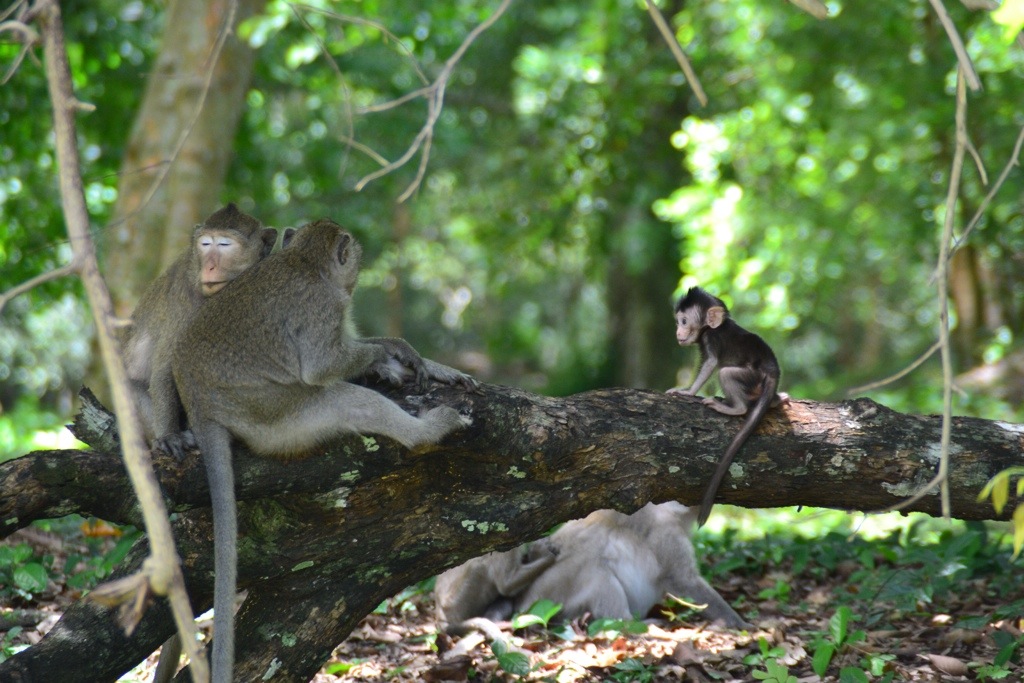 Dean's favourite animal