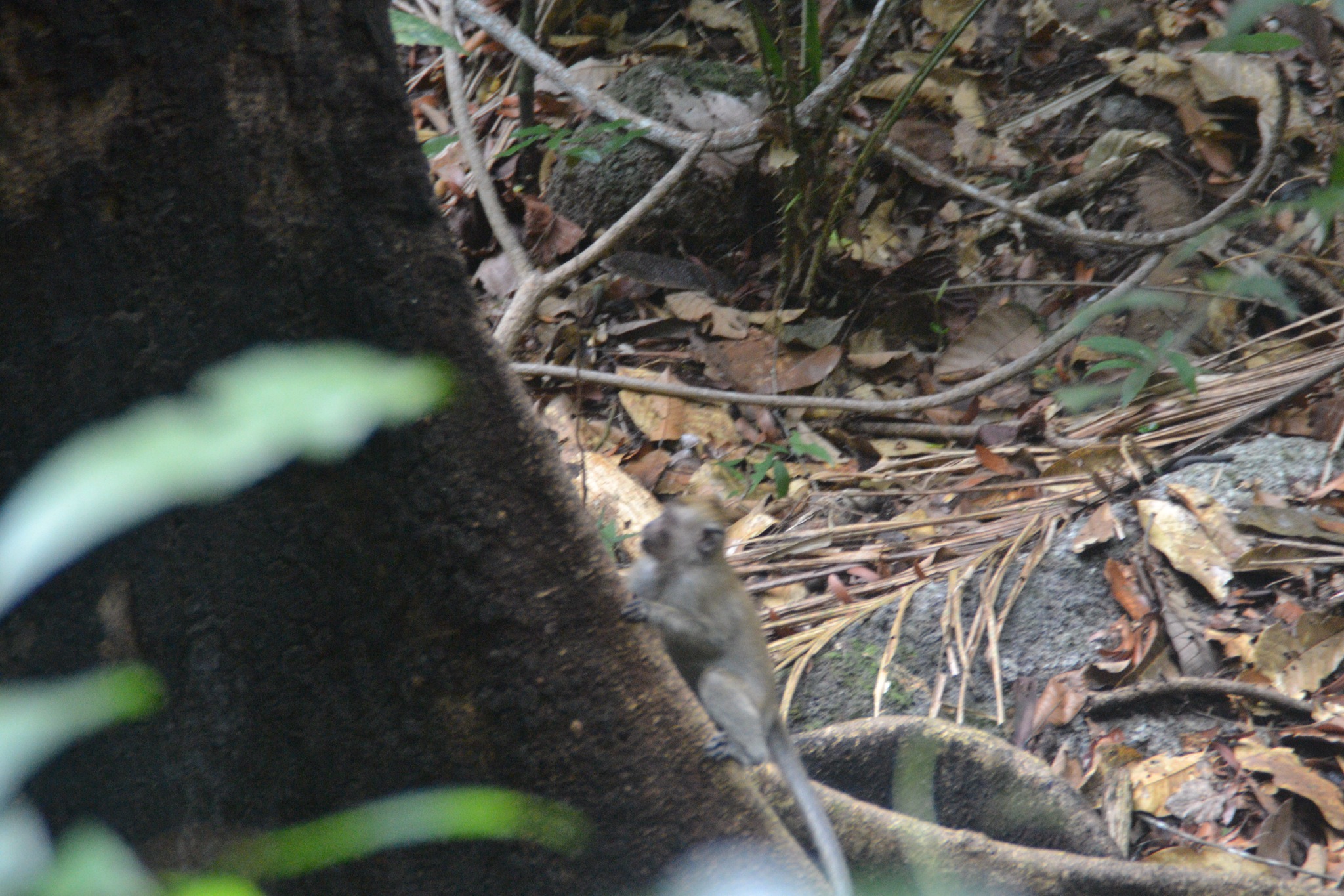 DSC_0087.JPG