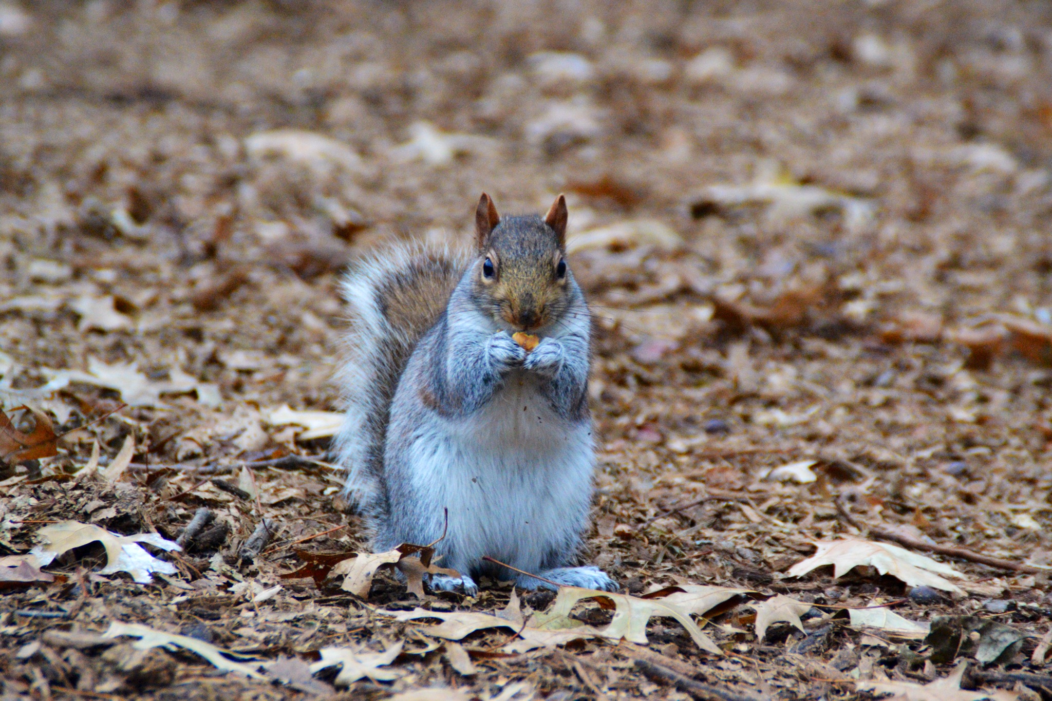 DSC_0141.JPG
