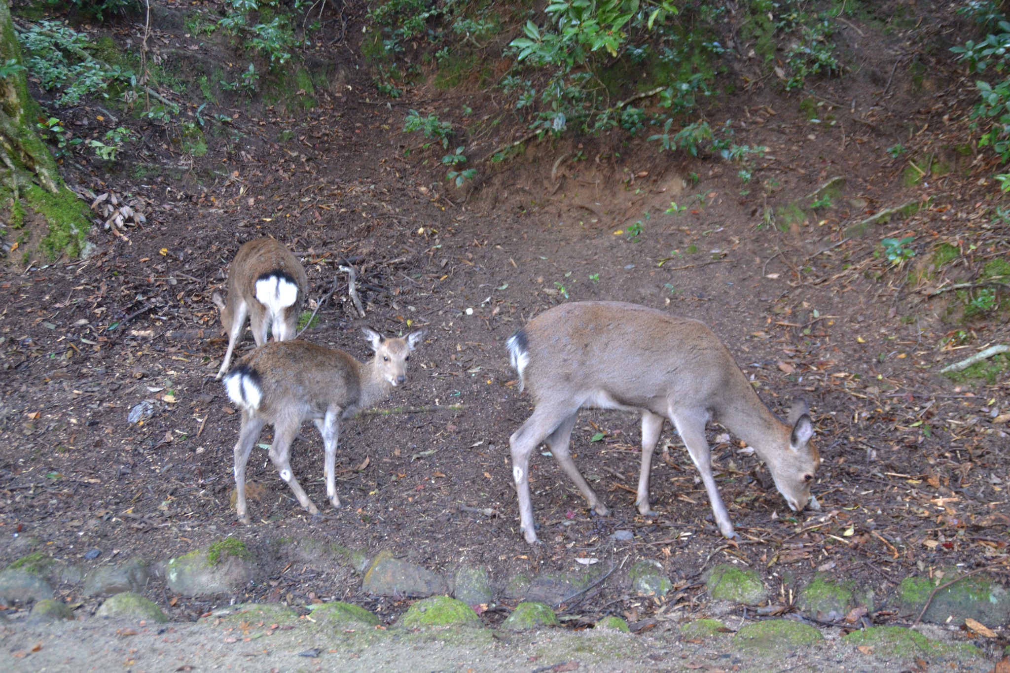 DSC_0892.JPG