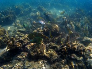 Snorkelling at Ko Ma