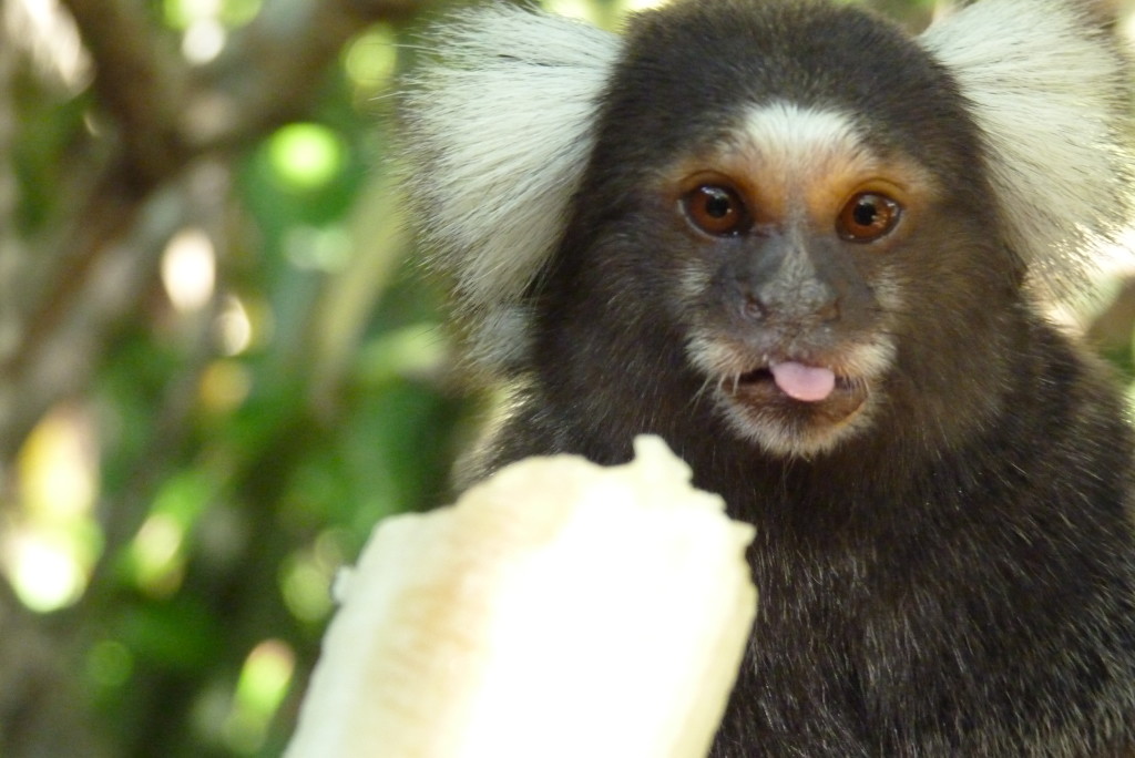 Hotel monkey!