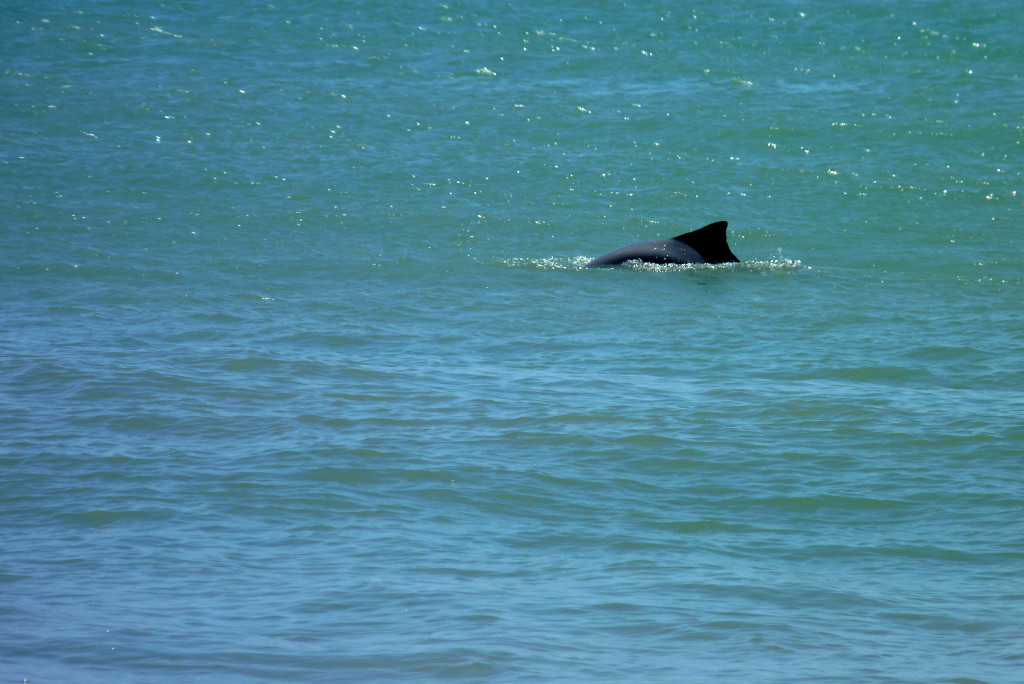 Dolphin at Baia dos Golfinhos