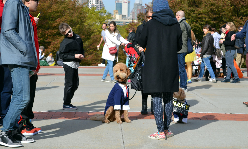 Legal Dog